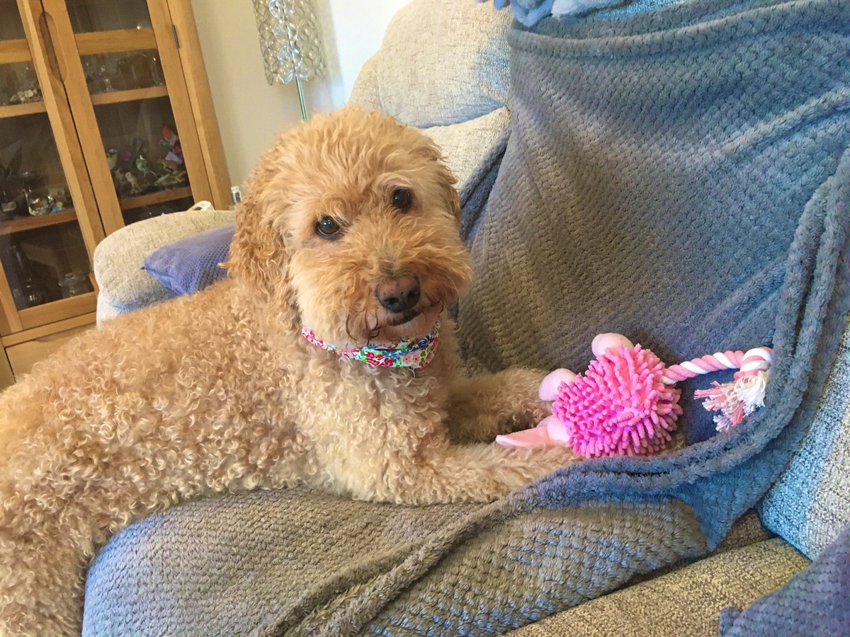 Florrie Labradoodle tweet media