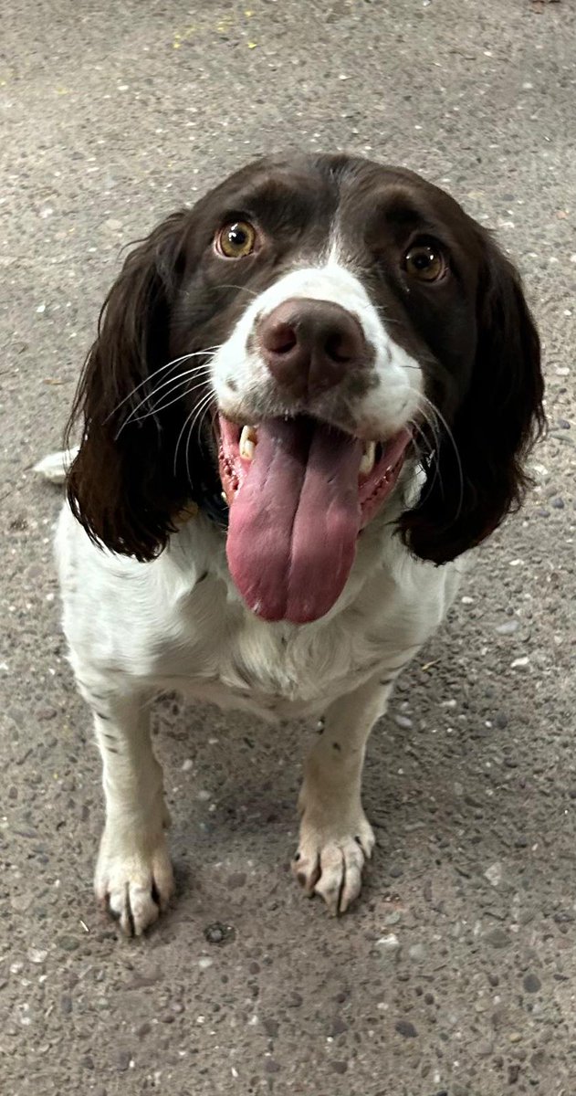PD Luna and handler supported colleagues in Telford with a drug supply investigation. She located class A drugs concealed in a vehicle, the occupants of which were arrested.