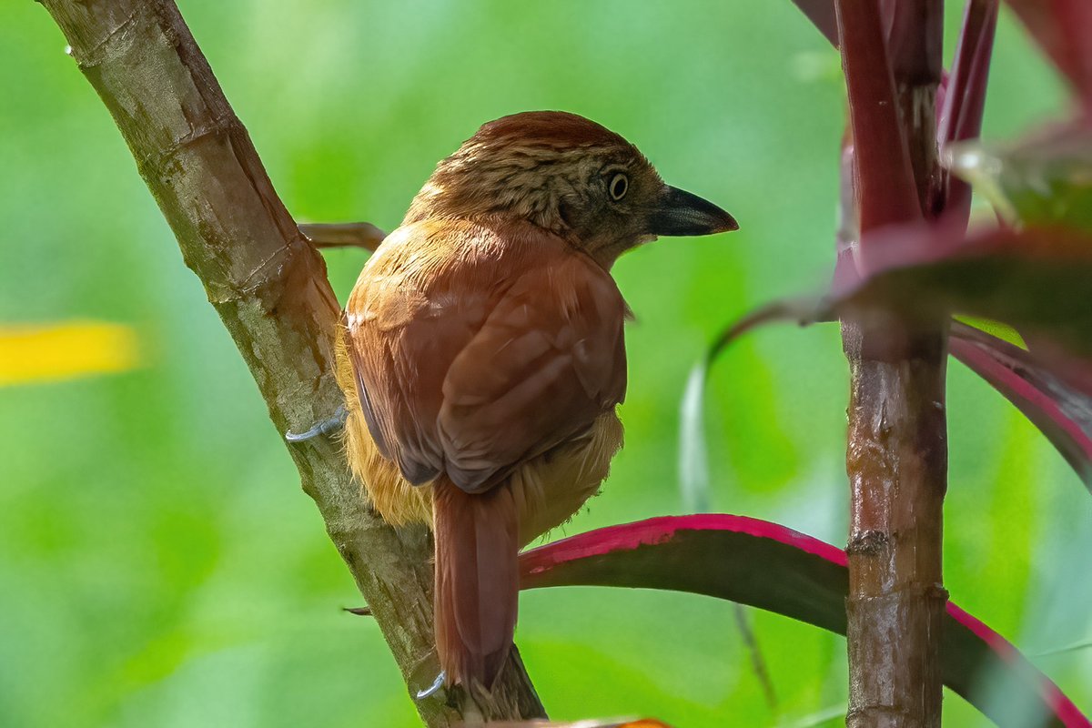 mitoGFP's tweet photo. Barred antshrike, female and male #BirdsSeenIn2024 #birding #BirdTwitter #birdsoftrinidad #BirdsOfTwitter #birdphotography #TrinidadandTobago #Trinidad #visitrinidad #antshrike https://t.co/J6ab0luy6l