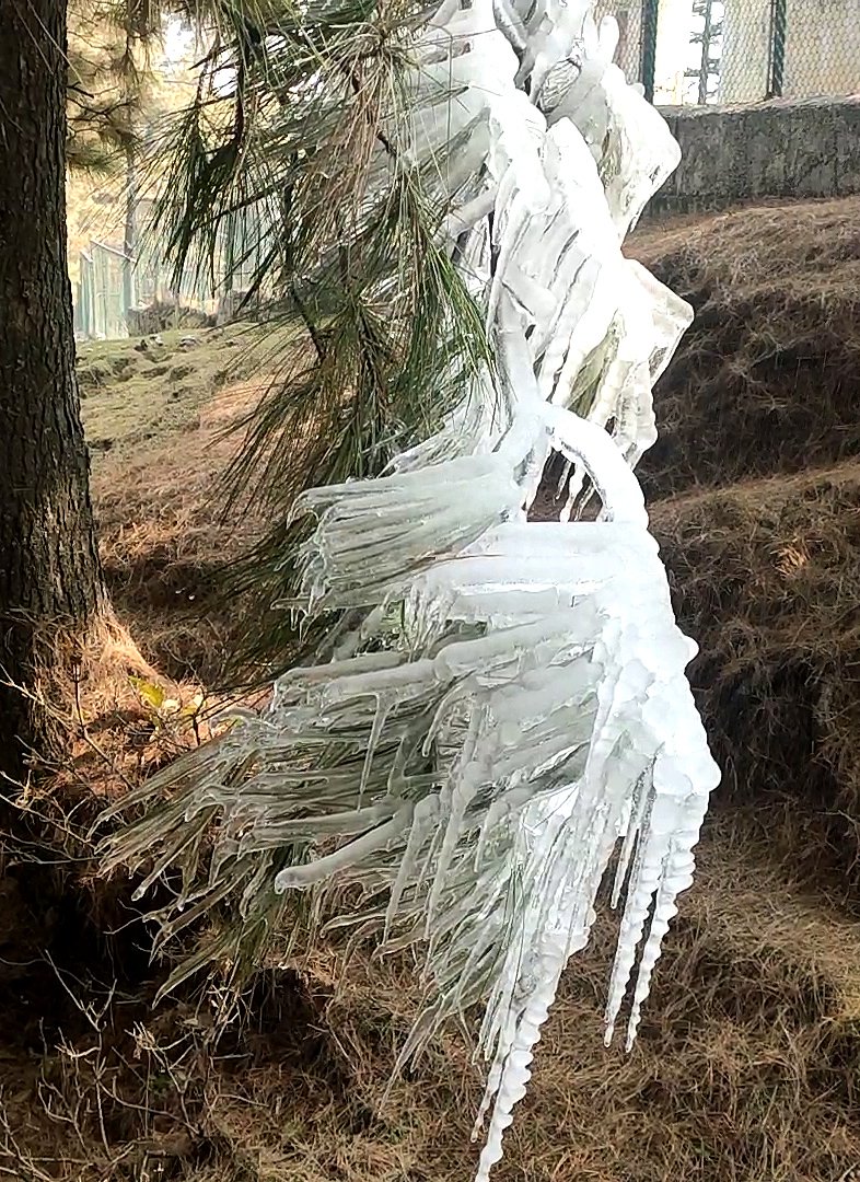 GulistanNewsTV's tweet photo. #inpics | Icicles form on a tree branch as the valley experiences sub-zero temperatures, at Tangmarg in Baramulla on Saturday.
#icyvalley #snowytangmarg #winterwonderland #subzeroweather #iceformation https://t.co/ggIwkUbXNR