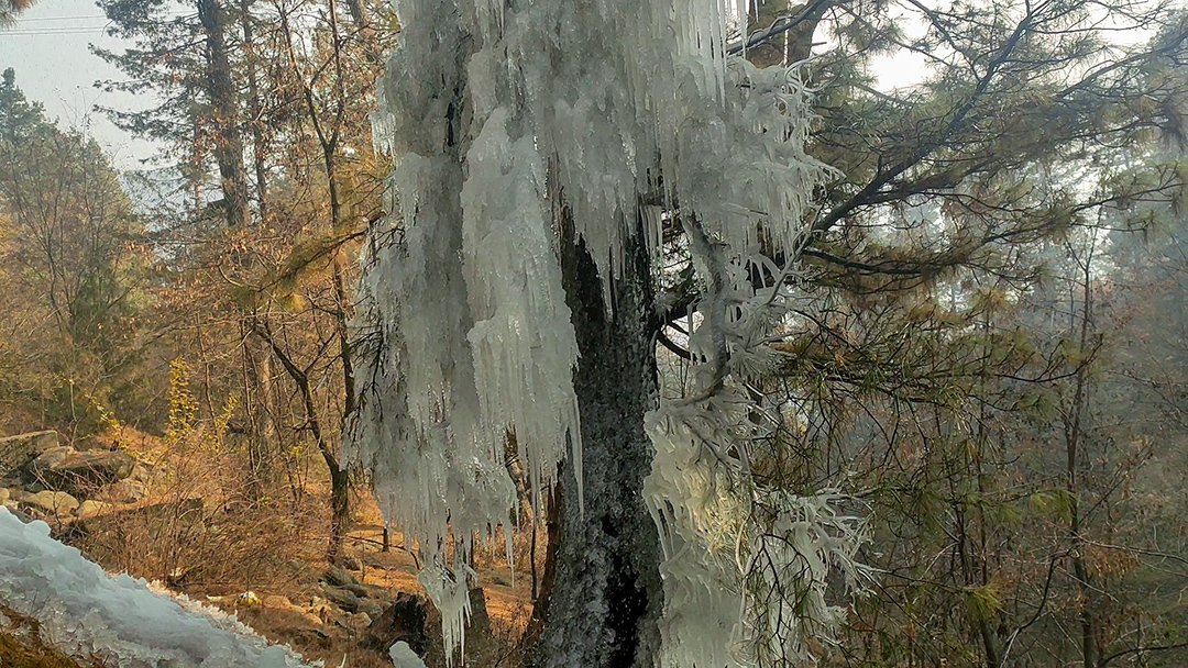 GulistanNewsTV's tweet photo. #inpics | Icicles form on a tree branch as the valley experiences sub-zero temperatures, at Tangmarg in Baramulla on Saturday.
#icyvalley #snowytangmarg #winterwonderland #subzeroweather #iceformation https://t.co/ggIwkUbXNR