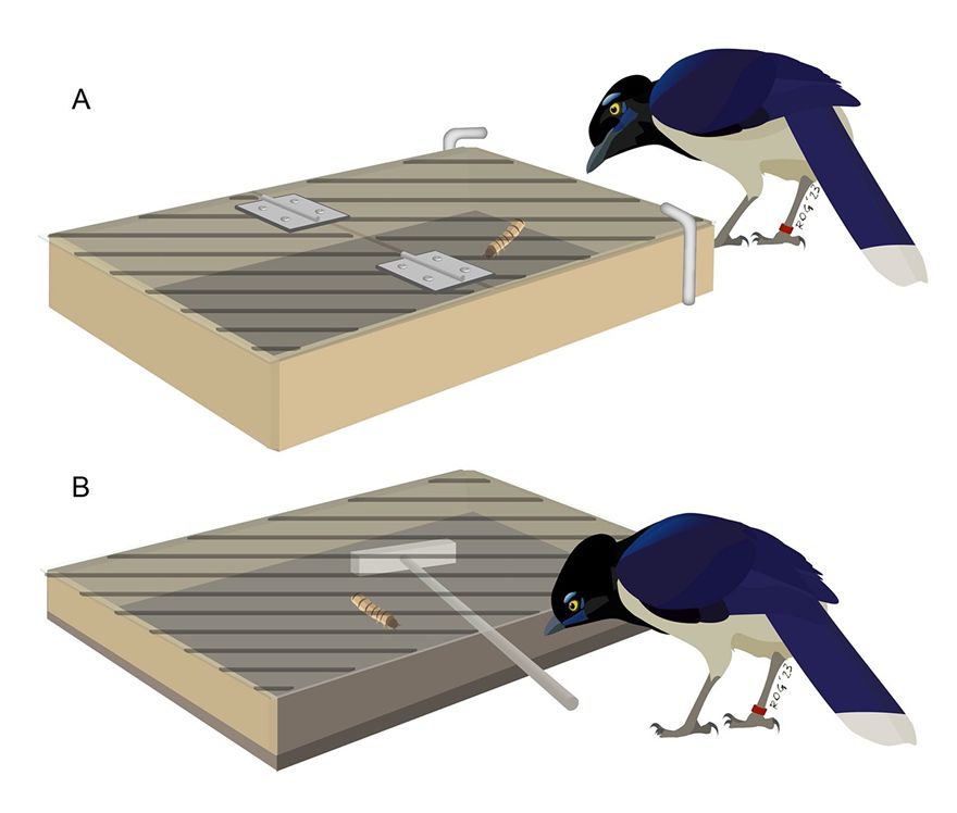 Tay (@biotay) on Twitter photo 1/4 Inteligencia sin capacidad de uso de herramientas
Se ha debatido mucho acerca de si el uso de herramientas en la naturaleza es el resultado de una cognición general avanzada o si se debe a adaptaciones particulares.
(paper) buff.ly/4f1M6XP por <a href="/JimeLOISM/">Jimena Lois-Milevicich</a> 1/4 Inteligencia sin capacidad de uso de herramientas
Se ha debatido mucho acerca de si el uso de herramientas en la naturaleza es el resultado de una cognición general avanzada o si se debe a adaptaciones particulares.
(paper) buff.ly/4f1M6XP por <a href="/JimeLOISM/">Jimena Lois-Milevicich</a>