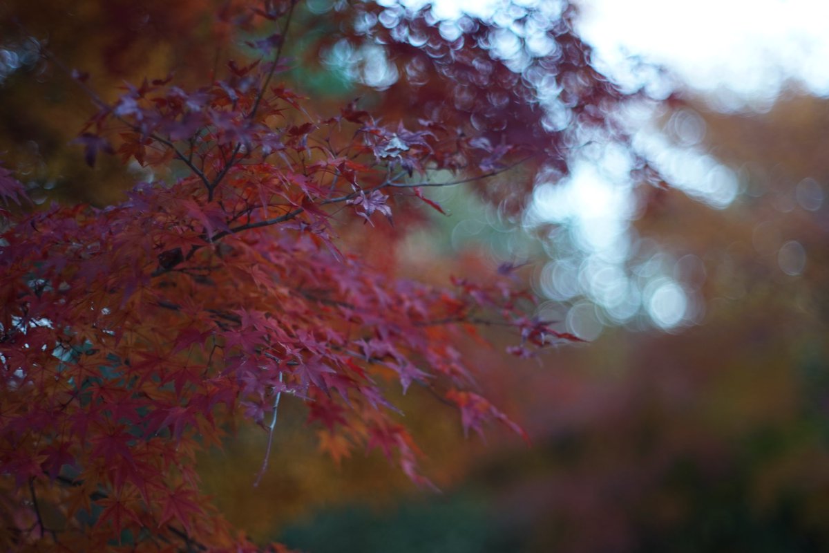 2828imai's tweet photo. MC ROKKOR 58mm f1.4… ミノルタ好き https://t.co/uifaKtem1Y
