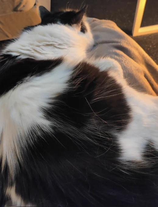 tfw trapped because your lap is the warmest spot in the house 
