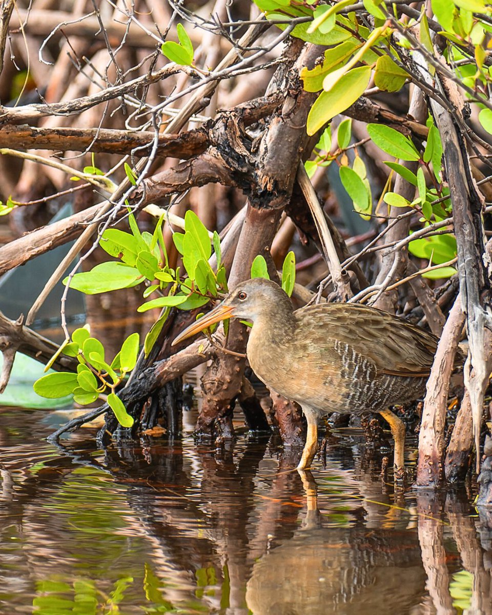 BirdsCaribbean's tweet photo. The #ClapperRail is a true introvert!😌 This shy bird avoids crowds, staying hidden in mangroves & hunting crabs🦀 & fish. But when you spot it, it's a real treat! 🌱 #IntrovertLife
ℹ️ https://t.co/hJftSZsTFA
📸Martín Rodriguez, Dubi Shapiro (ML495063441)
#CaribWaterbirds https://t.co/jfMS8dsLN6