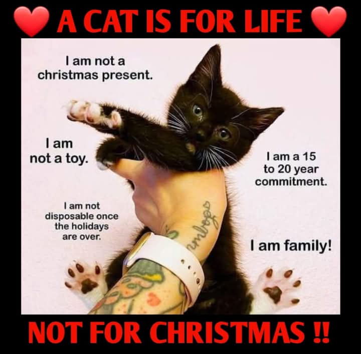 JohnDaffern2's tweet image. #Cats are #notforchristmas, they're #notatoy, they are #forlife and they are #family.