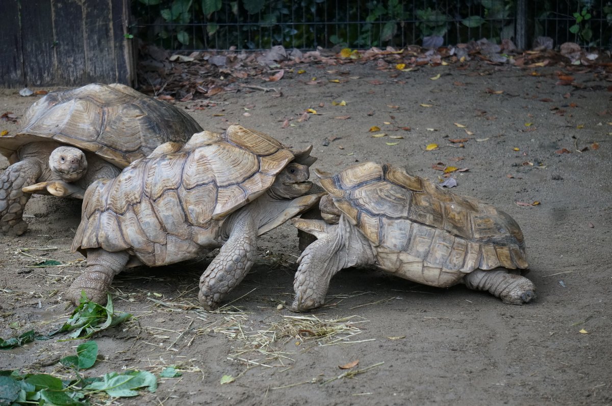 itozu_zoo's tweet photo. 少し前ですがリクガメがぶつかり合った後、整列して行進していました🐢
勝負の後はノーサイドってこと？🤔
#到津の森公園 #ItozuZoo #ケヅメリクガメ #力比べ #ノーサイド https://t.co/hABBvCUhZf
