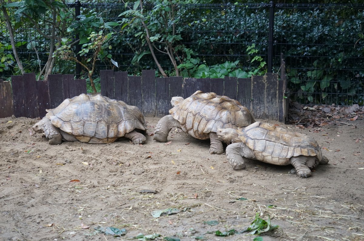 itozu_zoo's tweet photo. 少し前ですがリクガメがぶつかり合った後、整列して行進していました🐢
勝負の後はノーサイドってこと？🤔
#到津の森公園 #ItozuZoo #ケヅメリクガメ #力比べ #ノーサイド https://t.co/hABBvCUhZf