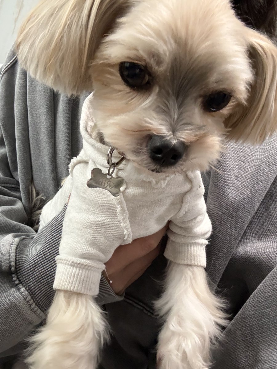 iktsnn's tweet photo. 犬キレイキレイされた（ぜつぼうのかお https://t.co/VyctpLm1Uh