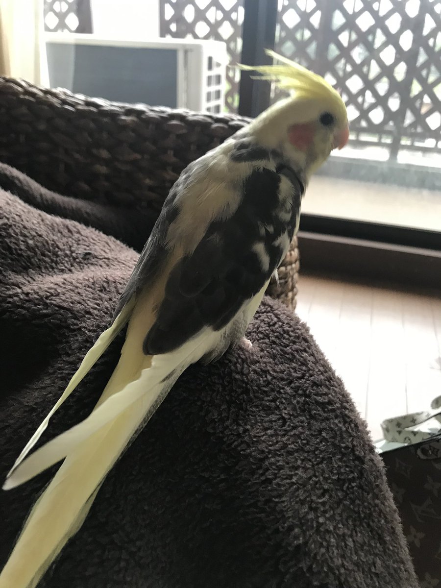 yokokao6's tweet photo. # オカメインコを探しています！！「ごんちゃん」と話しかけたら返事します。今日# 神奈川県秦野市から飛んで出てしまいました。見かけたり何でもいいので情報下さいどうかお願いします。 https://t.co/wPAoHQpDKL