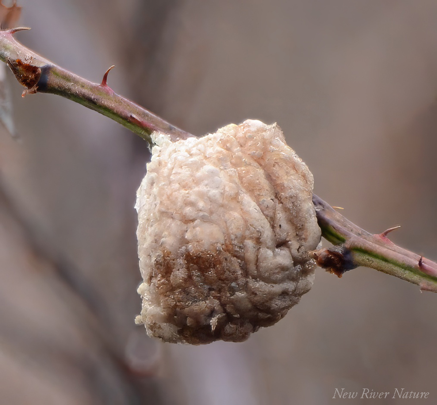 KerriFar's tweet photo. "It is through living that we discover ourselves, at the same time as we discover the world around us." ― Henri Cartier-Bresson - #EggCase of a Praying Mantis (I think) - #NewRiverNature #NatureFinds #ThornySpot #NaturePhotography #NatureDiscovery #CoolFinds #NatureAmazes https://t.co/WH55npuJvx