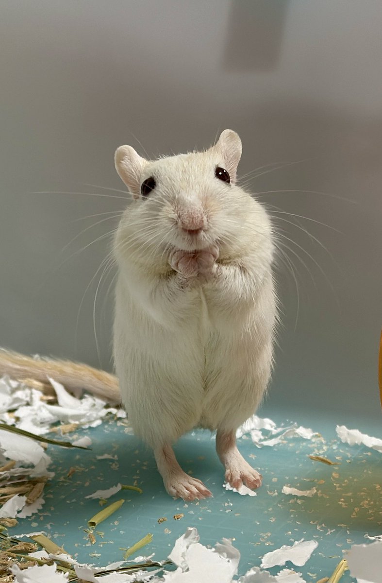 Suna_gadget's tweet photo. 疲れた時、見たくなるスナネズミ

#スナネズミ　#gerbil https://t.co/4f6XIRf8nd