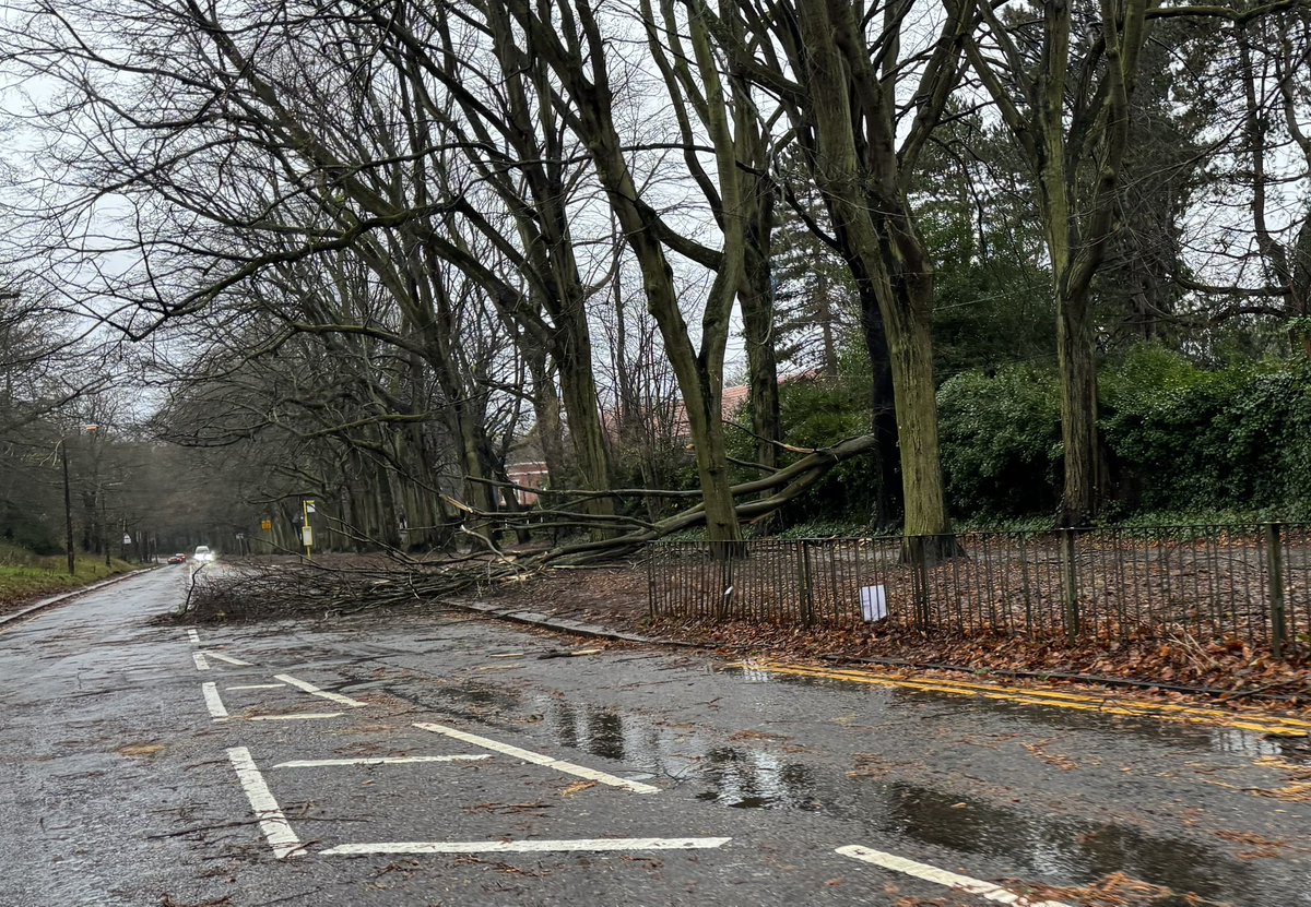 JamesPearceLFC's tweet photo. It’s grim out there. Trees down on Greenbank Road and Queens Drive. https://t.co/kKCGds5S7d