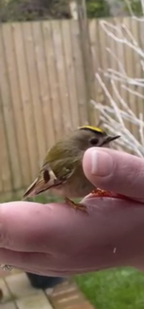 PeggyBorder's tweet photo. A tiny goldcrest was just blown into our glass doors by a big gust of wind and was lying stunned on the ground. 
Mum picked it up and kept it warm, after a while it stood up and came round, it stayed for a while &amp; then flew away 🪶
#StormDarragh #Goldcrest #BTPosse https://t.co/lduQoBoRfd