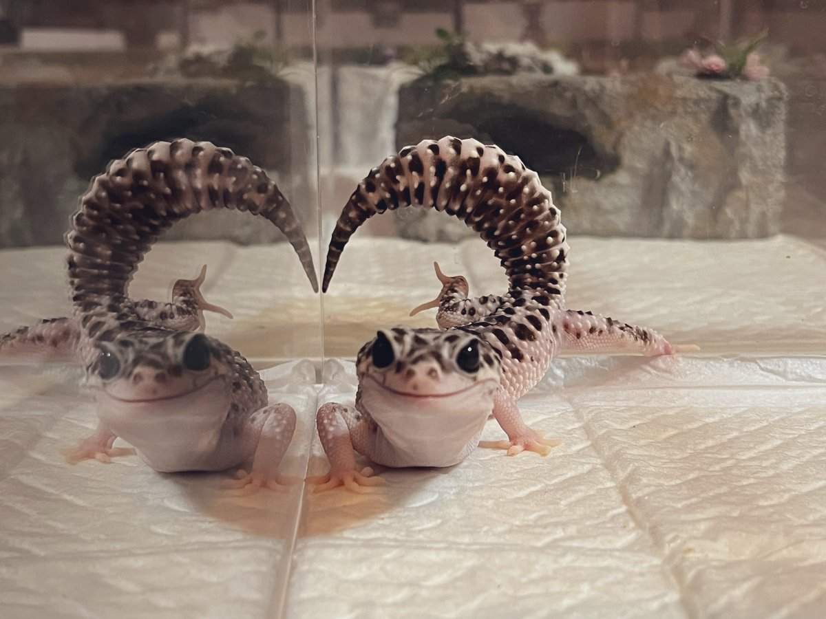 ナナシ tweet media