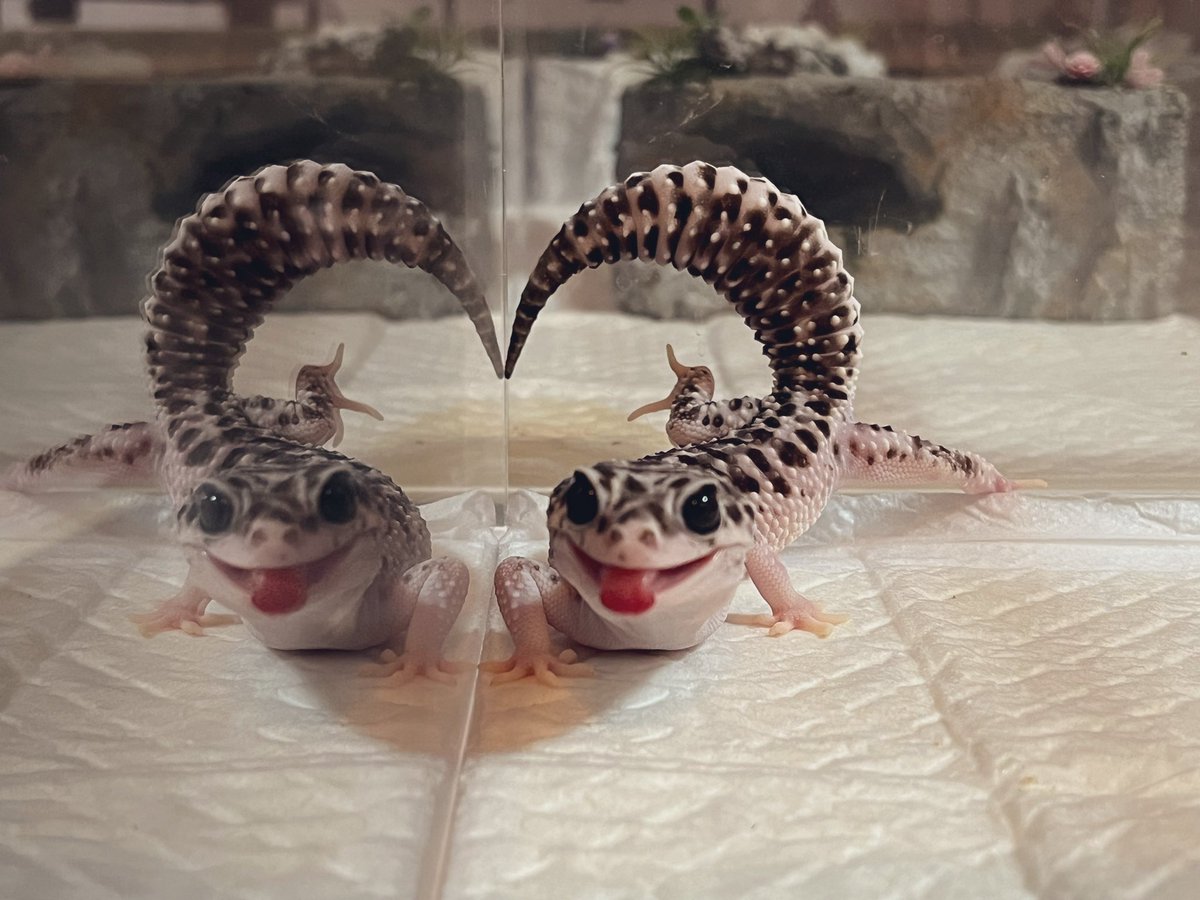 ナナシ tweet media