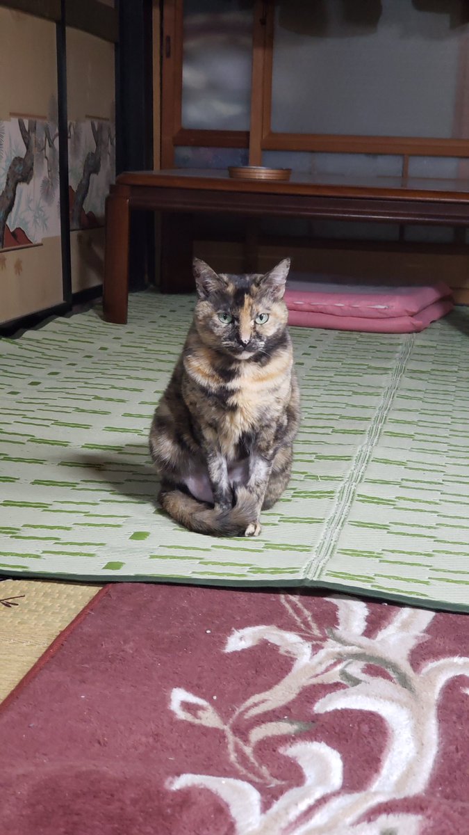 KiuuyA's tweet photo. 下僕に遊べとプレッシャーをかけるお嬢。
うちのパワハラ上司は最恐です。
#サビ猫
#猫
#ねこすきさんと繋がりたい https://t.co/2Mph0J0K9e