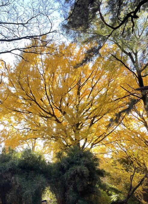 12月の小石川植物園は紅葉がキレイですわ。イチョウがワイルドだった。 