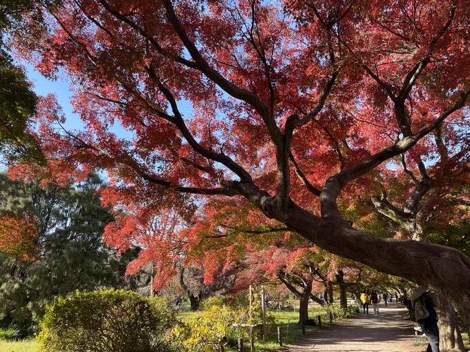 12月の小石川植物園は紅葉がキレイですわ。イチョウがワイルドだった。 
