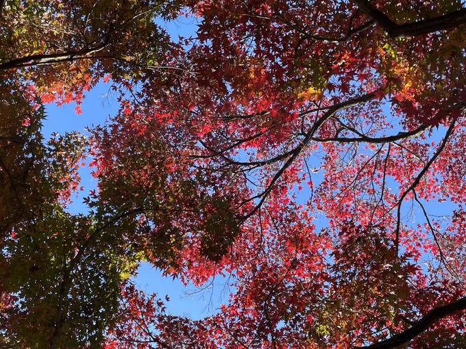 12月の小石川植物園は紅葉がキレイですわ。イチョウがワイルドだった。 