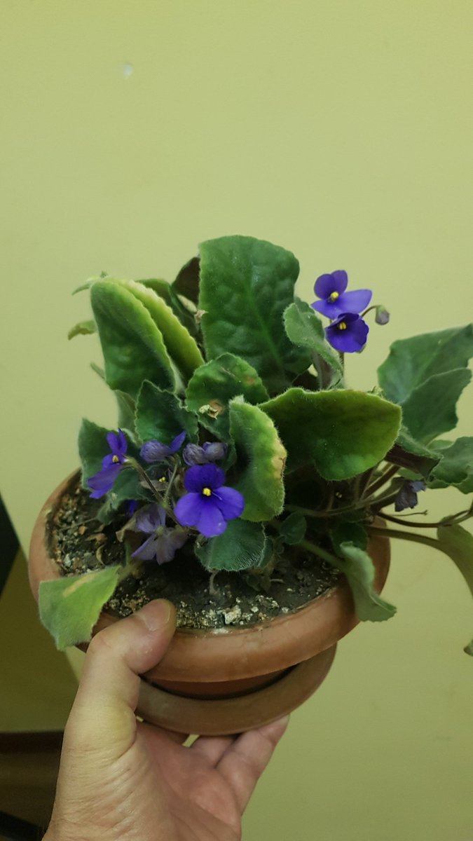1Pe1Ru1's tweet photo. ☘ՄԱՆՈՒՇԱԿ - 3.500 դ https://t.co/lcTYHhMKyZ