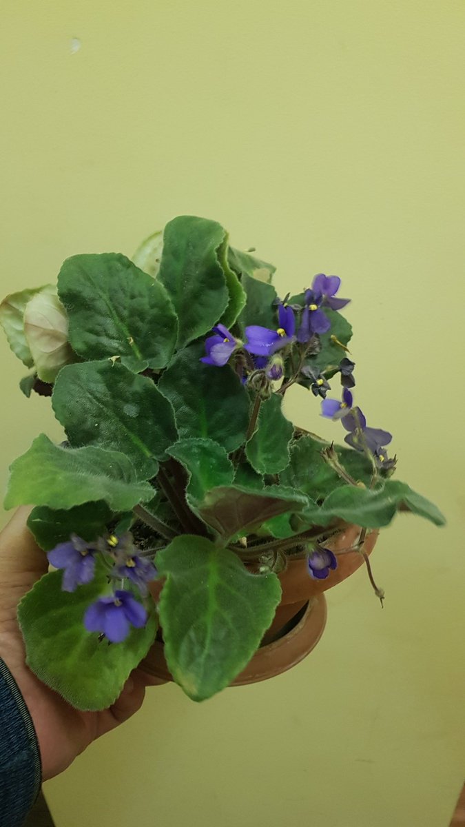 ☘ՄԱՆՈՒՇԱԿ - 3.500 դ