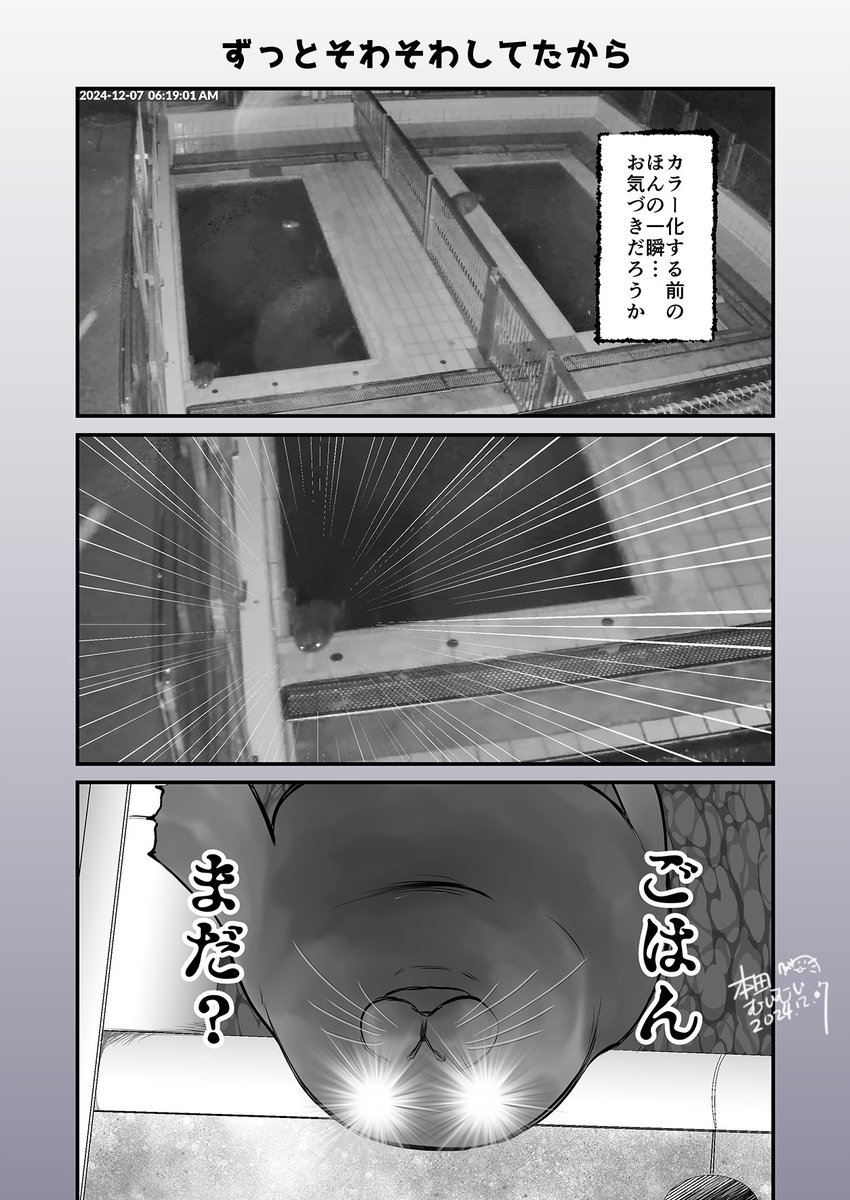 今朝(オランダ時間)の出来事
すごい眼力だったぜ…

#アザラシ幼稚園 