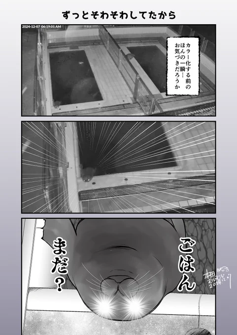 今朝(オランダ時間)の出来事
すごい眼力だったぜ…

#アザラシ幼稚園 