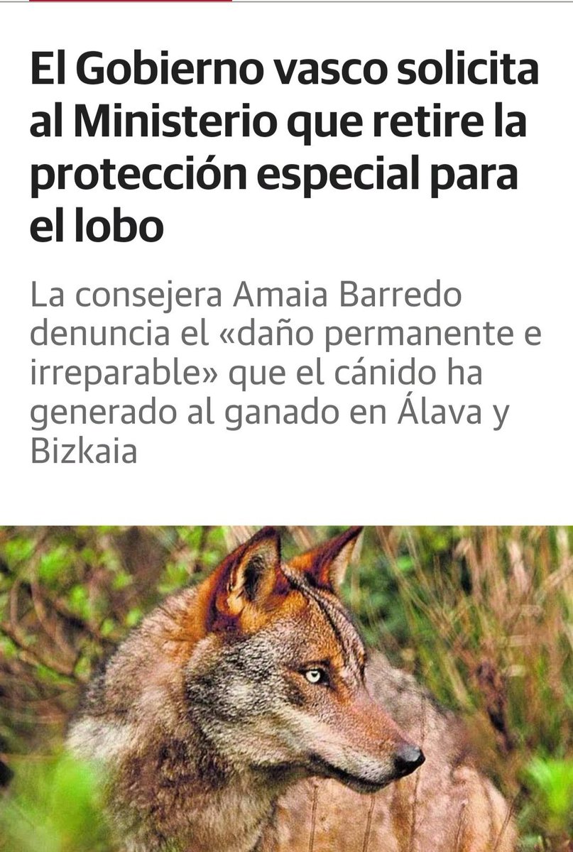 Poco han tardado los PNV-PSE (y silencio de Bildu) en desproteger al LOBO para organizar batidas y cazarlo.

Habrá una docena de lobos, ¿pero son demasiados?

Populismo electoralista y vergüenza de políticos (BILDU incluida) y ganaderos que han presionado para que ocurra esto.