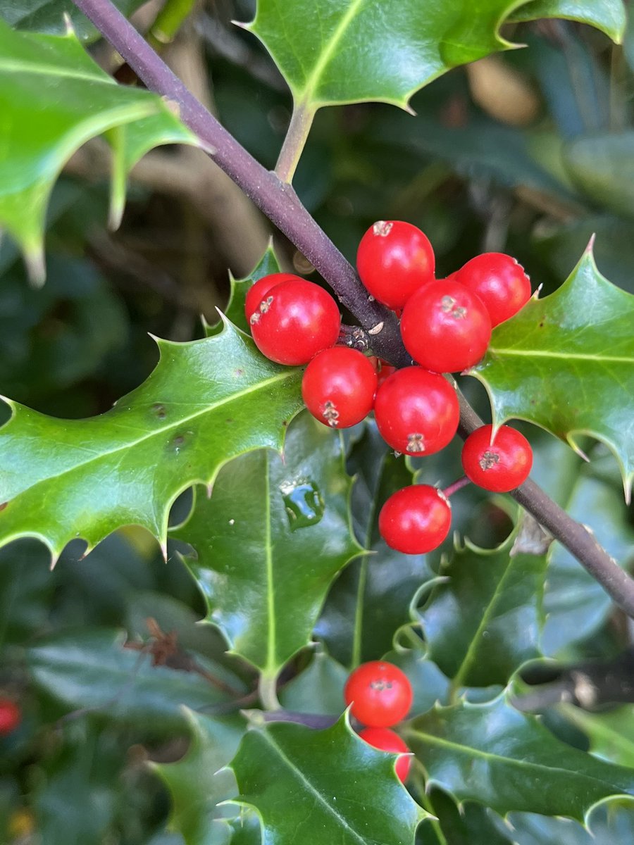 Louise Isager Ahl tweet media