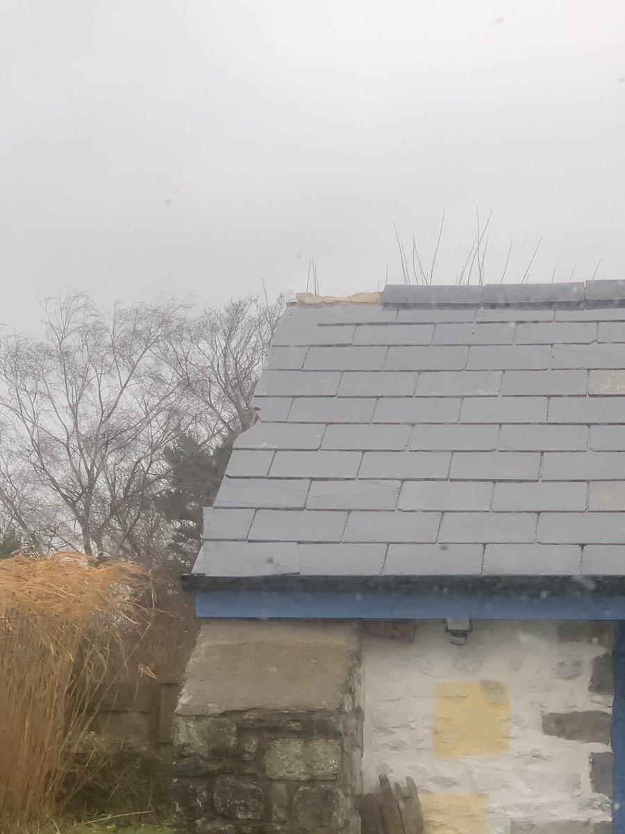harpist100's tweet photo. @NaqviMA @foleyjerry3jf Thank you M . We’re fine thank you. I haven’t left the house yet. Lost slates and ridge tile and fence but others having it much worse. Lots of roads blocked by falling trees. Apparently it’s dropping to 65mph soon … https://t.co/EXTUs0ZGwL
