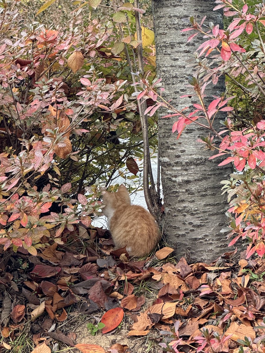 Ryan64827102's tweet photo. 3개월령 치즈냥 입양 또는 임보하실분 찾아요.🐱 엄청 귀여운 미묘 아가..날이 추워지는데 갈데가 없어요. 이대로 겨울을 못 날것 같은데 저희집에 지병있으신 어르신들이 계셔서 데려올수없어 발만 동동 중입니다. 3개월령이지만 못먹어서 작디 작은 소듕한 수컷치즈냥 ㅠ #새끼고양이 #입양 #임보 https://t.co/N76Hfu1vTZ