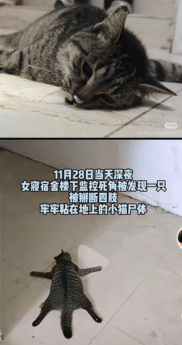 李老师不是你老师 tweet media