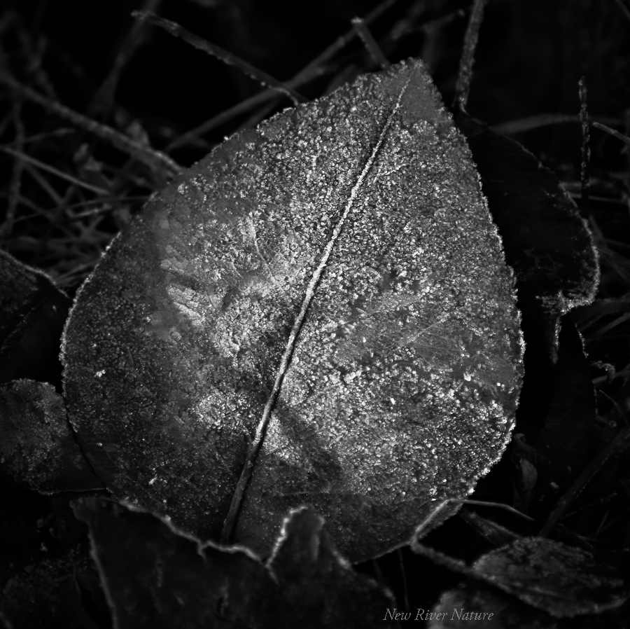 KerriFar's tweet photo. "Everything you look at can become a fairy tale and you can get a story from everything you touch."~ Hans Christian Andersen #BNW #BNWPhotography #BNW_Photo #NewRiverNature #NatureTherapy #NatureinBNW #NaturePhotography #Frosted #Shadows https://t.co/yNmsb7nnN8