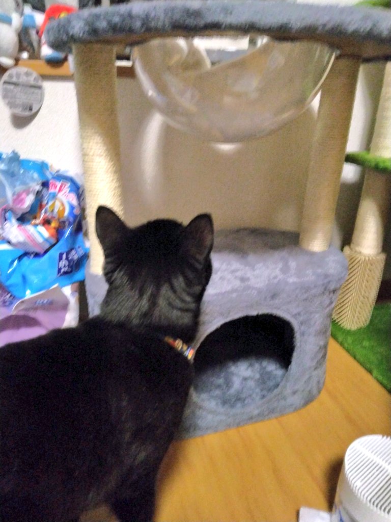 nanatomu158's tweet photo. 新しいキャットタワーを買った 
窓の外を見ることで 少しでもナナの退屈が紛れるといいな
 #黒猫   #猫のいる暮らし𓏲𓎨 https://t.co/PLrrWY1OKO