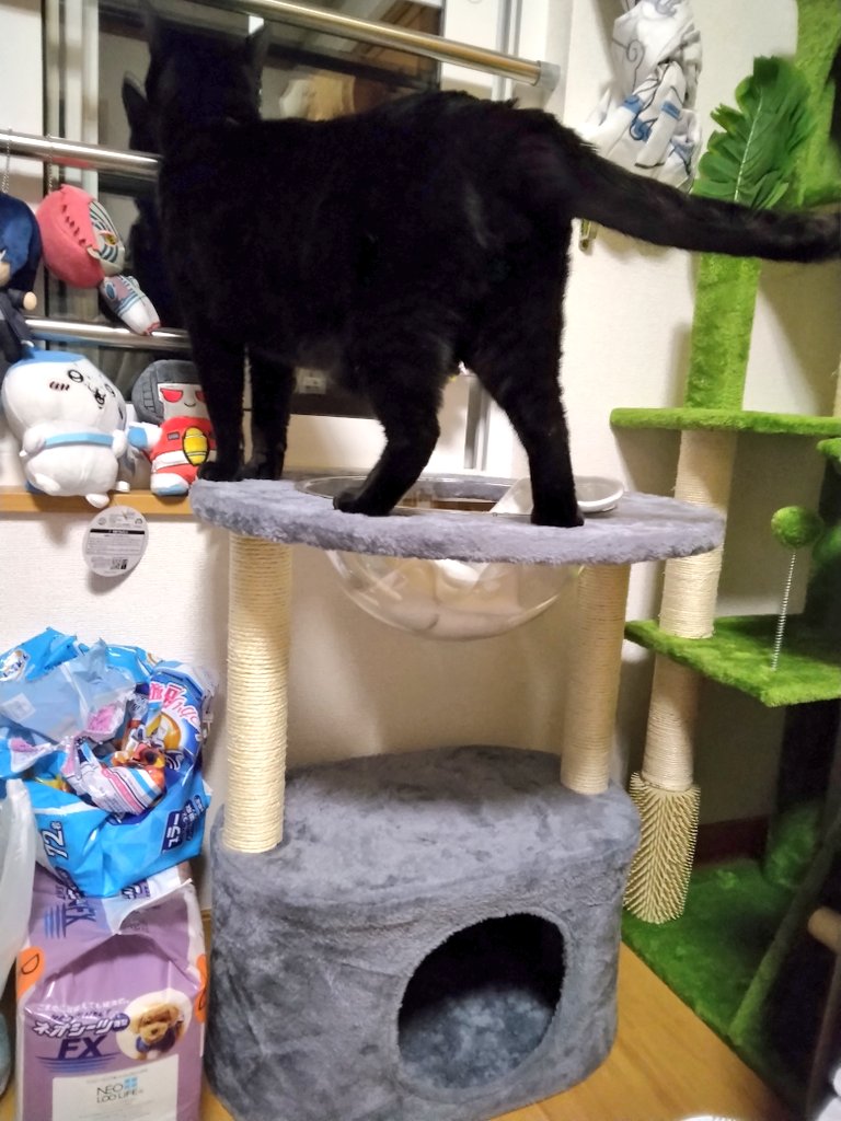 nanatomu158's tweet photo. 新しいキャットタワーを買った 
窓の外を見ることで 少しでもナナの退屈が紛れるといいな
 #黒猫   #猫のいる暮らし𓏲𓎨 https://t.co/PLrrWY1OKO