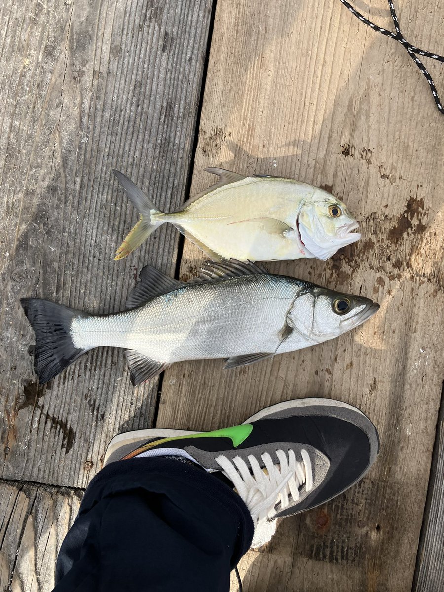 taka_5602's tweet photo. 会社の釣り部で初筏。紀州釣りは手が汚れるのが気になりリピなし🈲　エビ撒き4ヒロでヒラスズキ40cm✖️1、メッキ1。シラサ胴付でチャリコ20、ヘダイ10、オオモンハタ8、チヌ3、ベラ3、キタマクラ1など。あたりは全てベタ底。持ち帰り3匹のみ。 https://t.co/vPkDnfc8ZW