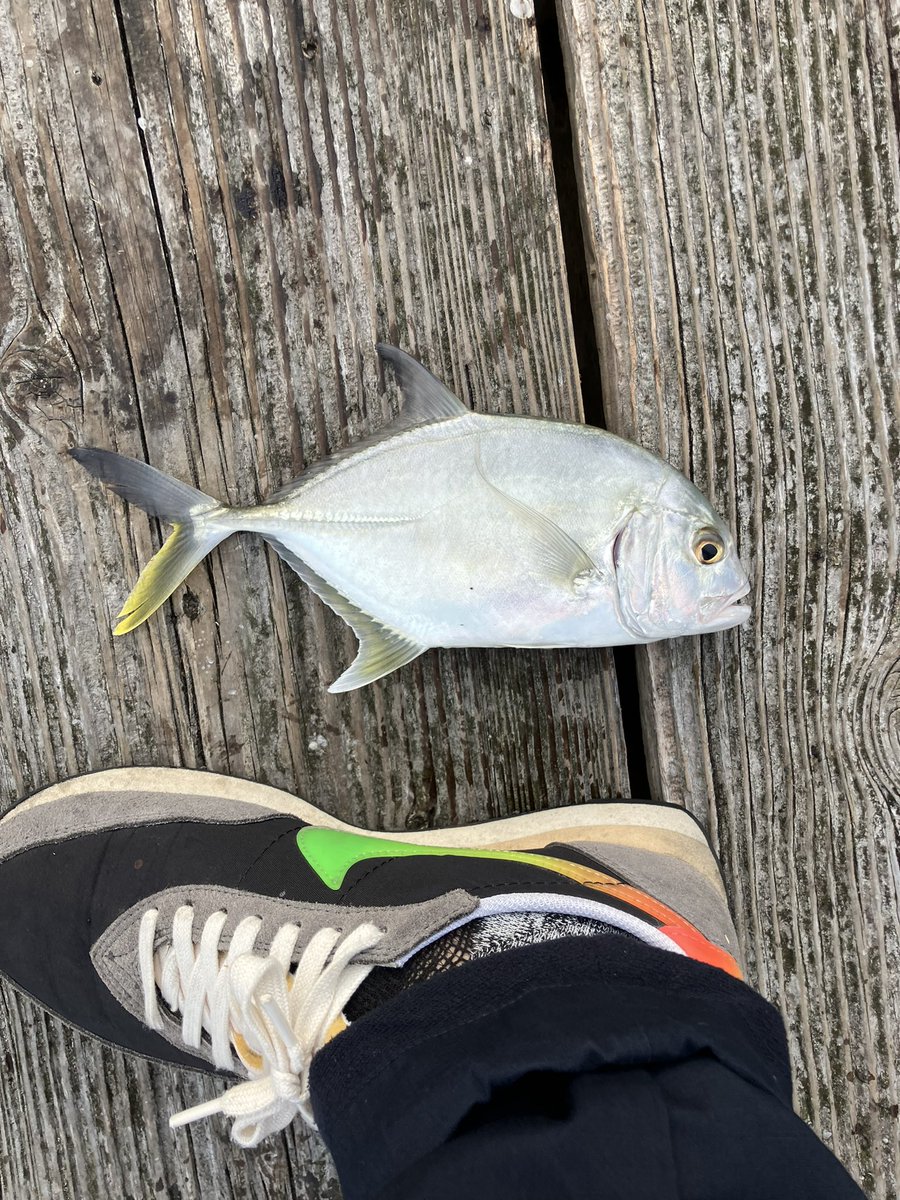 taka_5602's tweet photo. 会社の釣り部で初筏。紀州釣りは手が汚れるのが気になりリピなし🈲　エビ撒き4ヒロでヒラスズキ40cm✖️1、メッキ1。シラサ胴付でチャリコ20、ヘダイ10、オオモンハタ8、チヌ3、ベラ3、キタマクラ1など。あたりは全てベタ底。持ち帰り3匹のみ。 https://t.co/vPkDnfc8ZW