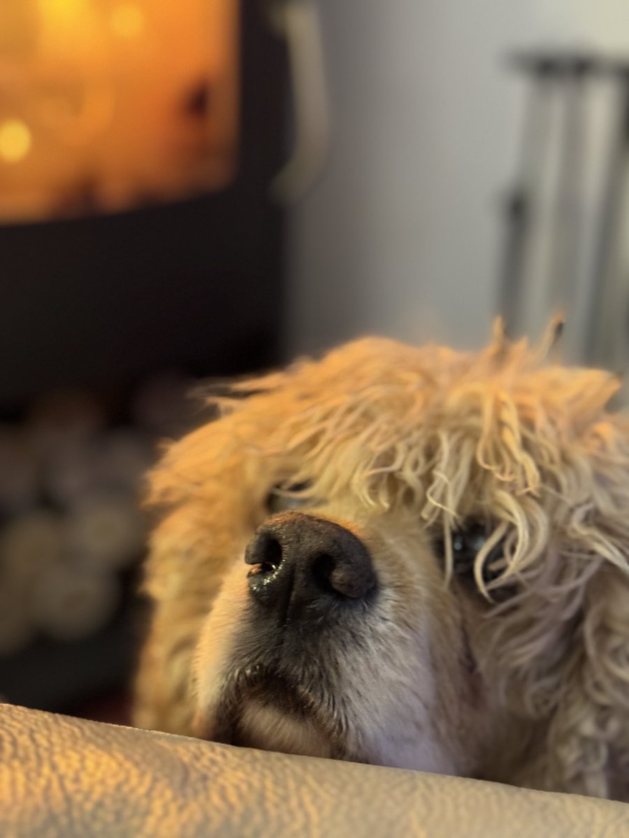SpanielsSuper's tweet image. I’m cold mum #SoCold 
#StormDarragh
