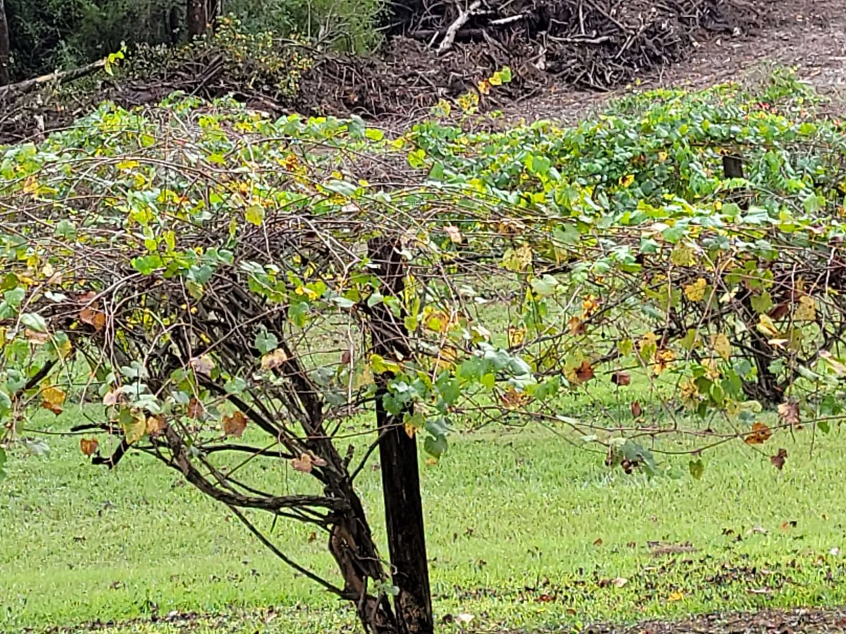 winecompass's tweet image. Perdido Vineyards (Boogie Bottom Spirits), Perdido Alabama

#thecompasscbf #underthebevfluence @PerdidoV #rumlover #alabamarum #alabama 

winecompass.blogspot.com/2024/12/southe…