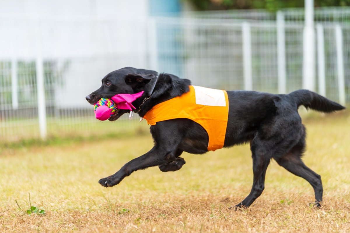 元気印のハンクくん。里親募集を開始しました。五歳の黒ラブ男子ですhappylabs.info/profile/2024ha…
甘ったれで賢いハンク。ずっと一緒にいてアクティブに色々な所に連れて行ってくださるご家庭がむいていると思います。千葉、その他の場所はご相談となります。　#里親募集中 #里親募集犬 #黒ラブ #保護犬