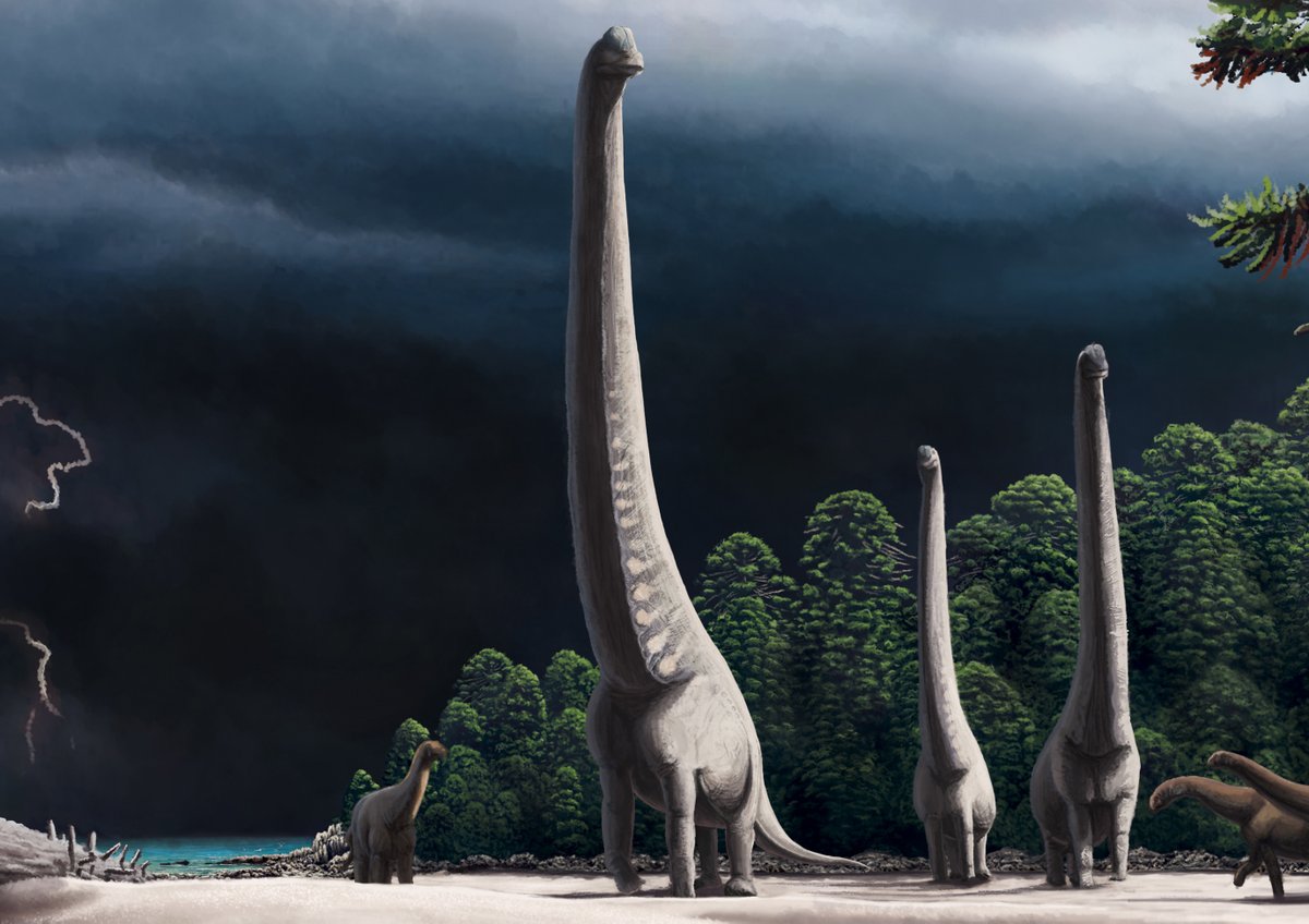 Leotrex444's tweet photo. Please support this!
This has been one of the works that has taken me the most effort, it seems that everything was in vain since it did not achieve its objective, but at least its one of the best pieces I have. Here you can see an advanced sketch.#paleoart #dinosaurs #cretaceous https://t.co/G57lbvqgI4