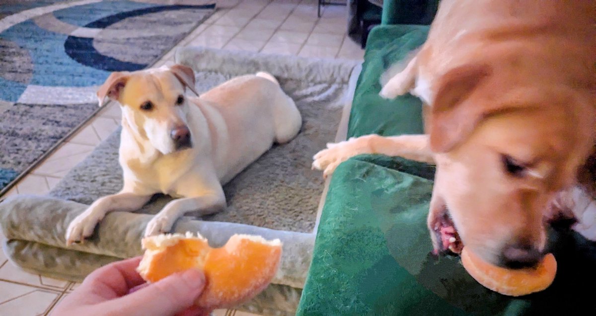 DogsRAngels1's tweet image. 🤨She always goes before me🙄#dogsoftwitter #ladiesbeforegentleman #siblingproblems