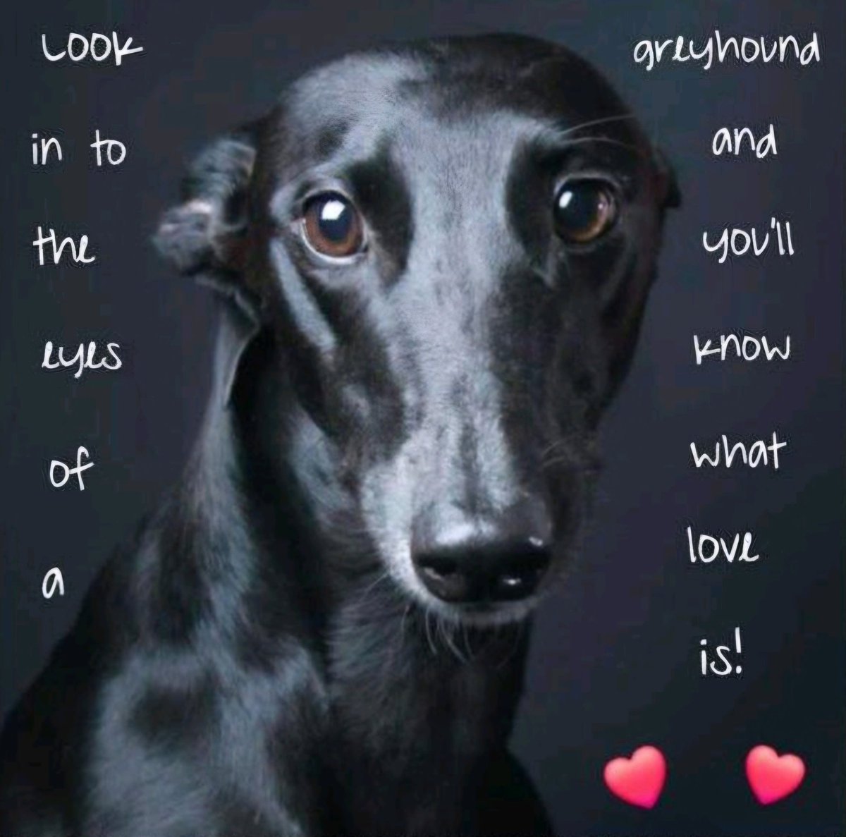 Jo 🦔🐾 tweet media