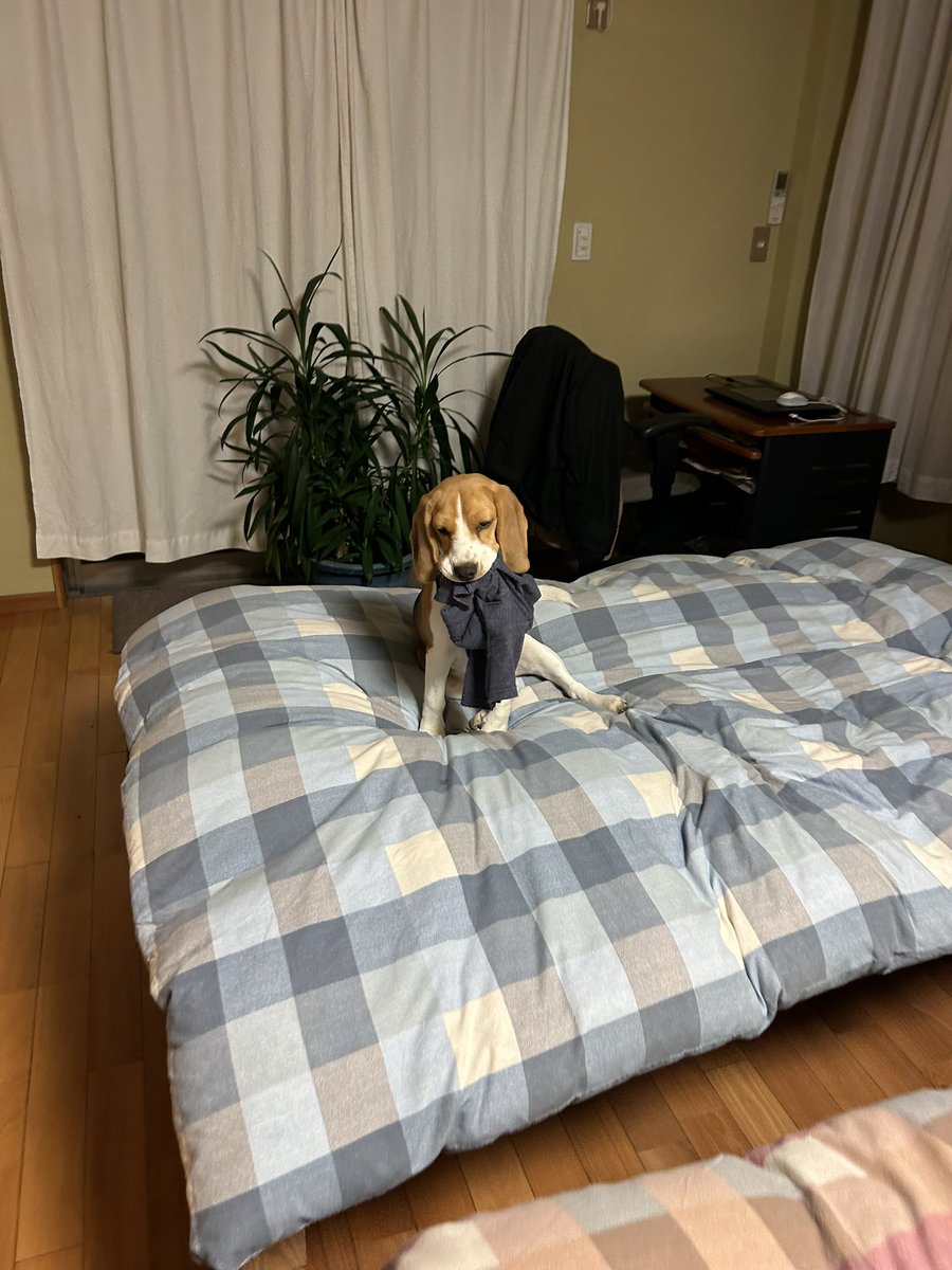 ふてぶてしい犬 tweet media