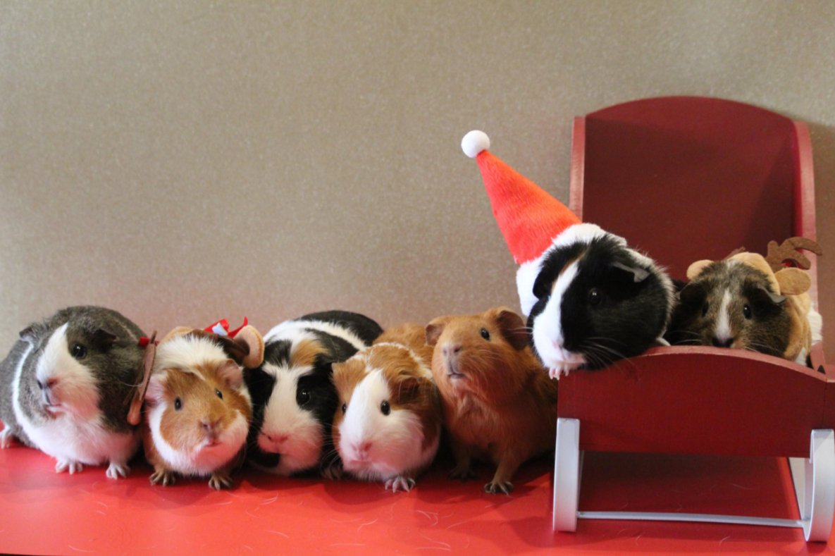 Guineapigs007's tweet photo. I managed to get them all together for Christmas pictures :) https://t.co/j2iRBG93rU