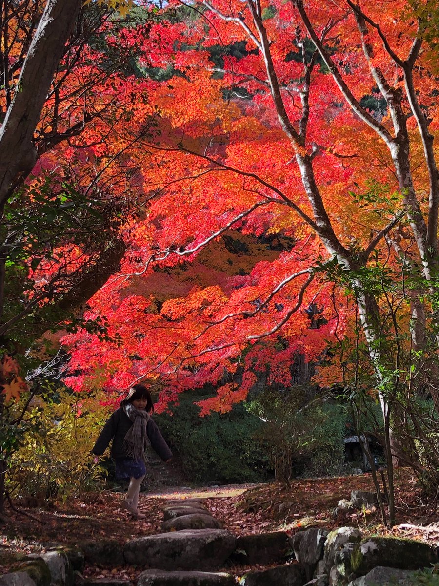 6611819's tweet photo. 今日は大迫力の紅葉を見てきました🍁❣️
明日はアマービレフィルハーモニー管弦楽団のクリスマスパーティー🎄♪とても寒くなるようなので、皆さんお気をつけてお越しください❄️ https://t.co/2GawWQID8V