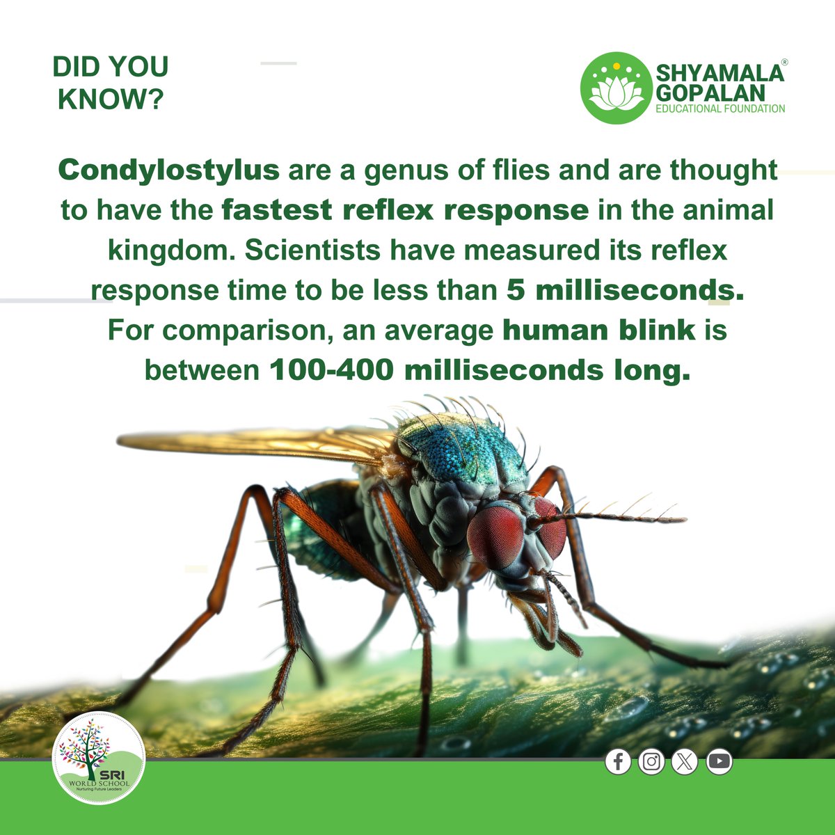 Shyamalagef's tweet photo. Condylostylus has the fastest reaction time
@KamalaHarris @mayaharris_ @meena #shyamalagopalaneducationalfoundation
#studemt #education #EducationMatters #StudentSuccess #DidYouKnow #unknownfacts https://t.co/hXOY6VPntR