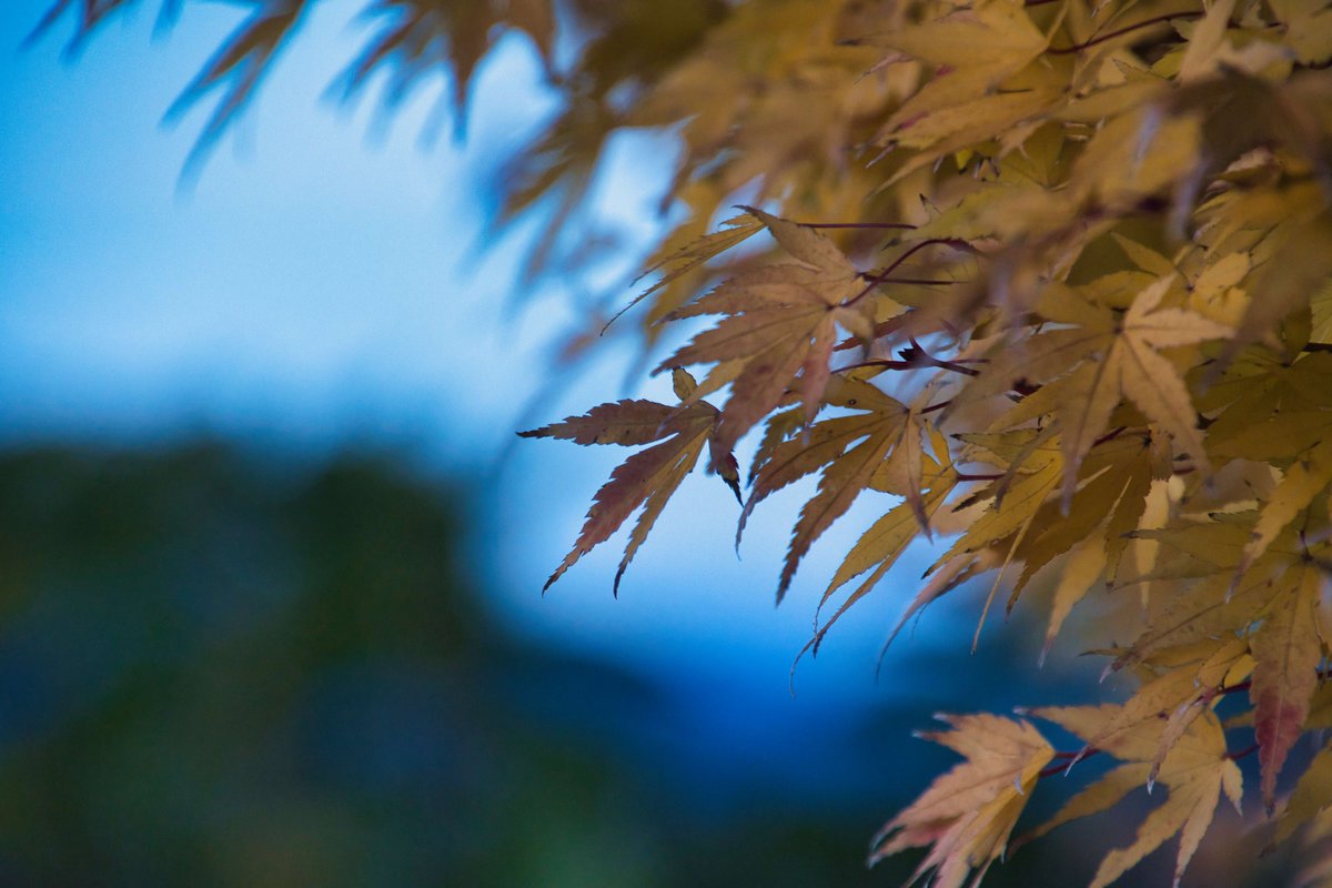 おやすみ～
#紅葉2024 #写真で伝える私の世界