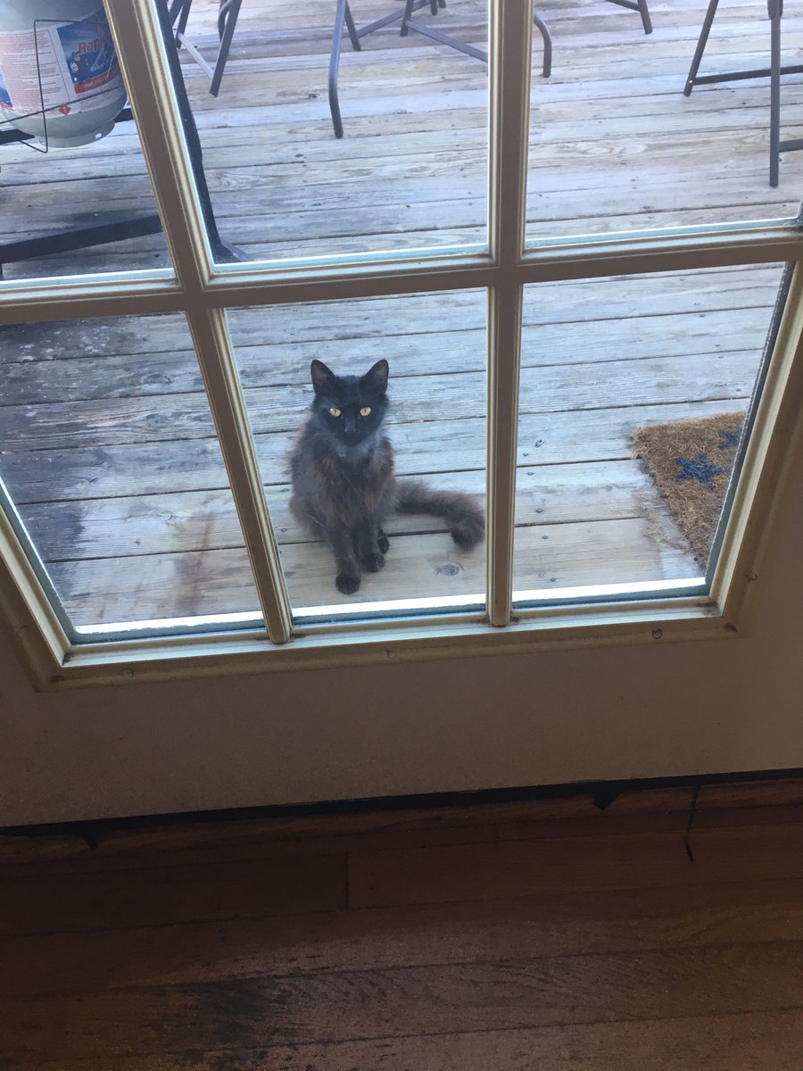 He showed up starving and terrified. I tried to find him a home, but no one wanted him. Shelters were full. I was told he would never like human touch and to leave him outside. I couldn’t. Now look at him. ❤️Moral of the story: Sometimes love shows up- have faith and let it in.